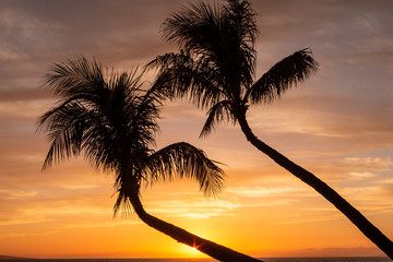 Palm Trees Silhouetted in a Maui Sunset