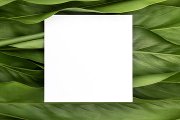 Mockup paper white card on a green galangal leaves. Creative layout with nature concept.
