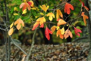 The last leaves on the tree