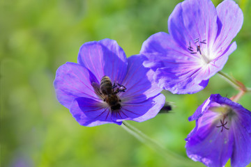 Biene macht Kopfstand
