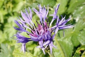 Close-up of Cornflower