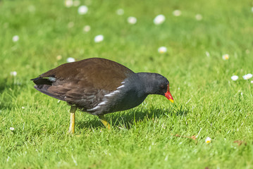 Common moorhen eating grass on the lawn, portrait
