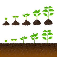 Growing plant steps vector set