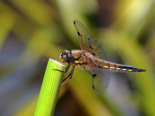 Großlibelle