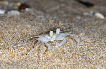small crab on the beach