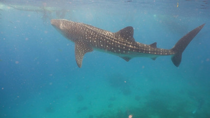 Whale Shark swimming in the clear blue water. Rhincodon typus. Whale shark underwater. Philippines, Oslob.. Wonderful and beautiful underwater world.