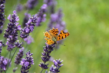 Nektartrinkender Schmetterling