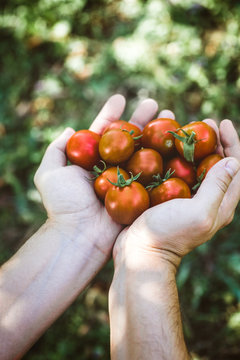 Tomato harvest in autumn