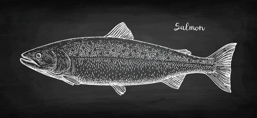 Chalk sketch of salmon