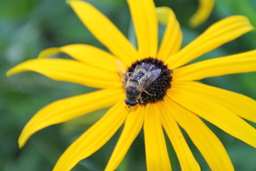Sonnenhut mit Insekt