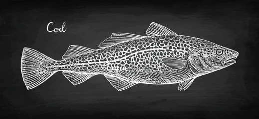 Naklejka premium Chalk sketch of cod fish