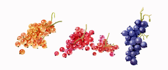 Currant, set of elements for design. Watercolor illustration. Bunch of berries based on a white background. Colorful currant berries painted in watercolor.