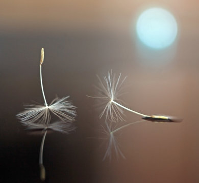 Dandelion seeds with reflection and bokeh
