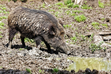 Sanglier