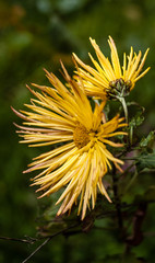 flower, flowers, nature, plant, 