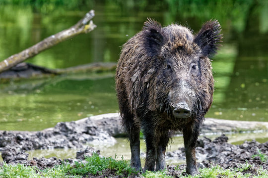 Sanglier