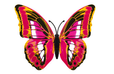 Beautiful colored butterfly