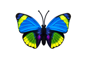 Beautiful colored butterfly