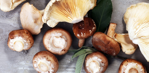 variety of raw mushrooms on grey table. oyster and other fresh mushrooms