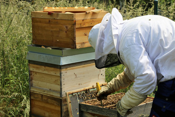 Imker arbeitet an seinem Bienenstock
