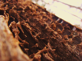 Termite-dense wood, macro.