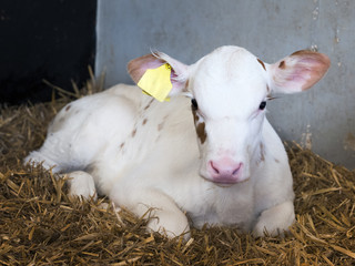 Fototapeta premium almost completely white young newborn calf on straw in barn on dutch farm in the netherlands