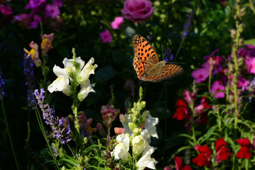 Schmetterling 449 © K.-U. Häßler
