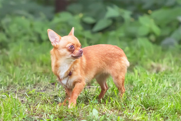 Naklejka na ściany i meble Adorable tiny chihuahua dog outdoors