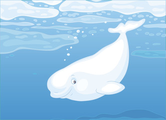 Beluga whale swimming among drifting ice floes in blue water of a polar sea, vector illustration in a cartoon style © Alexey Bannykh