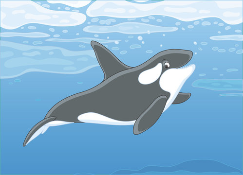 Killer whale swimming among drifting ice floes in blue water of a polar sea, vector illustration in a cartoon style