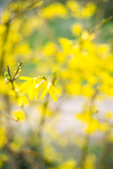 Blossoming branch with blurred background. Spring concept