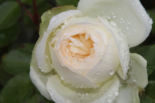 Rose im Regen