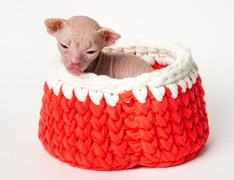the sphynx lickens
