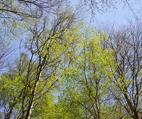 Obraz premium frühlingsgrün