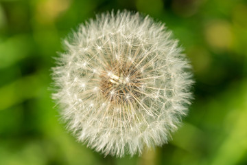 Runde Pustenlume vor grünem Hintergrund