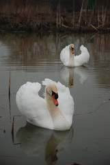 2 Swans Swimming
