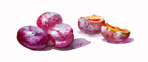 Plums ripe. Plums on a white background. Beautiful plums covered with shiny drops of moisture. Beautiful watercolor illustration.