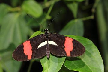 Tropical butterfly dido longwing on the leaf