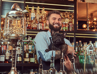 Cheerful stylish brutal barman in a shirt and apron keeps thoroughbred black pug at bar counter background.