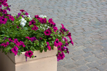 Pink flowers in a pot on the street in a summer city