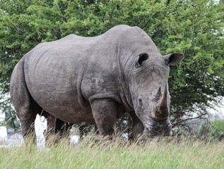Sir Rhino