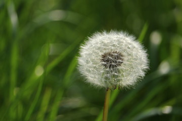Fluffy dandelion in May, springtime template design