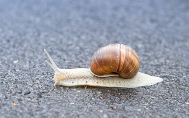 snail on asphalt