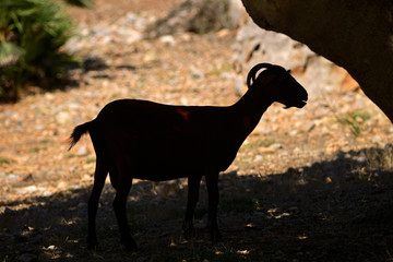 Majorcan Goat