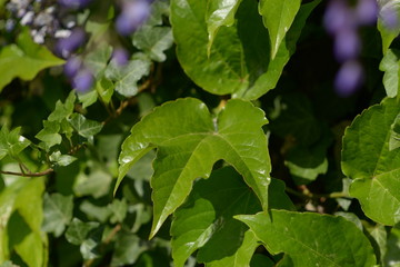 Wine yard plants detail
