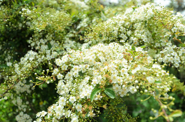 Branches of a young blossoming bird cherry. Beauty in nature. Spring morning.