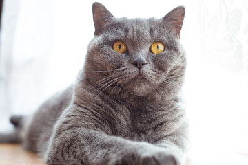 Portrait of a british shorthair cat with expressive orange eyes on window background indoors