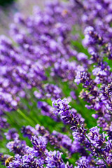 purple lavender flowers
