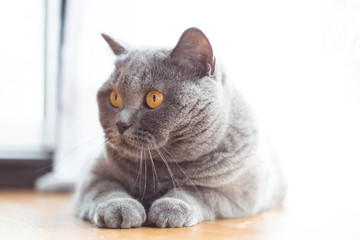 Portrait of a british shorthair cat with expressive orange eyes on window background indoors