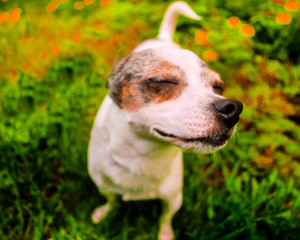 Chihuahua smile